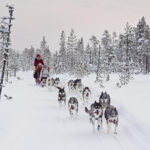 Keuzedag: Op pad met sledehonden